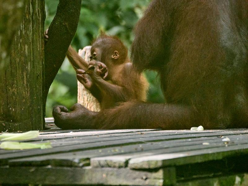 Sepilok Orangutan rehabilitation centre, Sandakan, Sabah, Malaysia