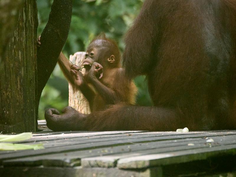 Sepilok Orangutan rehabilitation centre, Sandakan, Sabah, Malaysia
