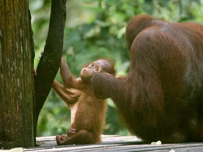 Sepilok Orangutan rehabilitation centre, Sandakan, Sabah, Malaysia