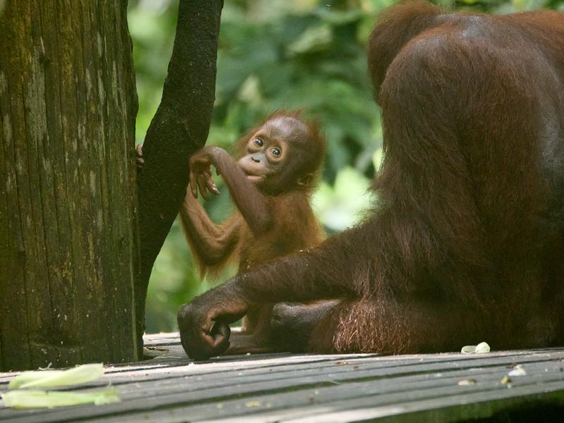 Sepilok Orangutan rehabilitation centre, Sandakan, Sabah, Malaysia