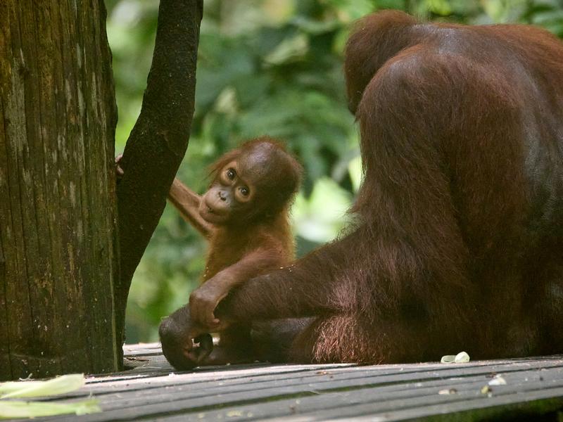 Sepilok Orangutan rehabilitation centre, Sandakan, Sabah, Malaysia