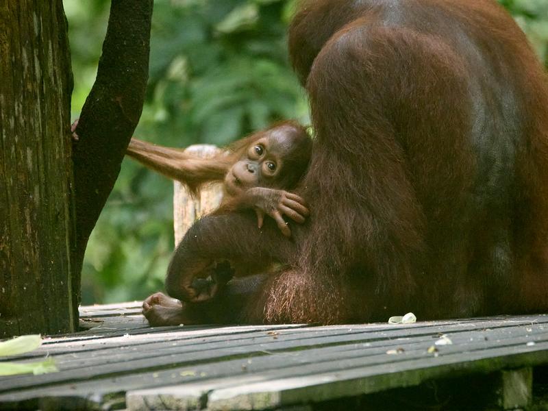 Sepilok Orangutan rehabilitation centre, Sandakan, Sabah, Malaysia