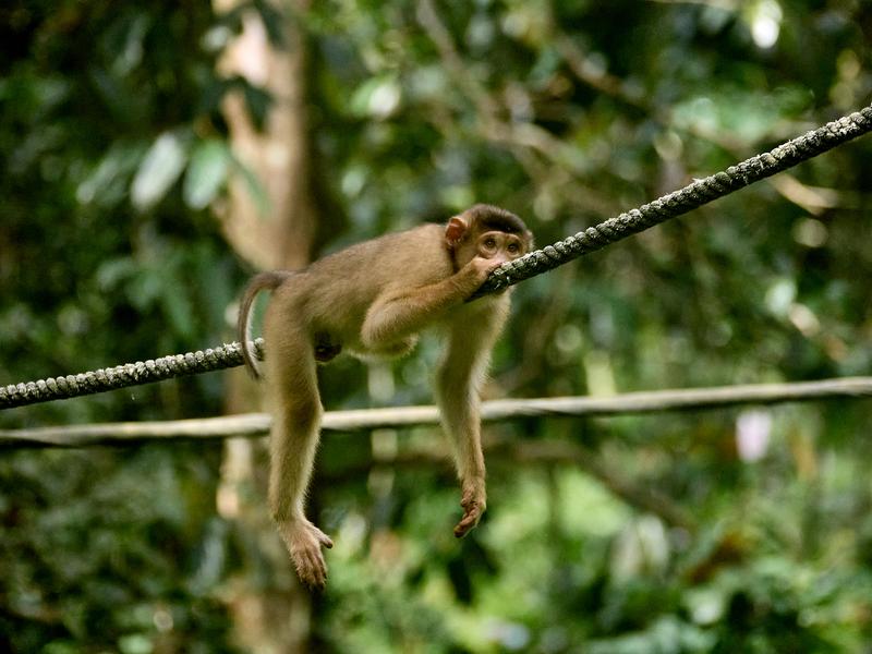 Sepilok Orangutan rehabilitation centre, Sandakan, Sabah, Malaysia
