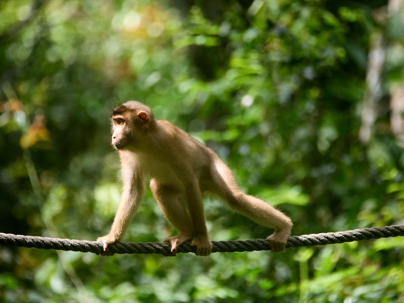 Sepilok Orangutan rehabilitation centre, Sandakan, Sabah, Malaysia
