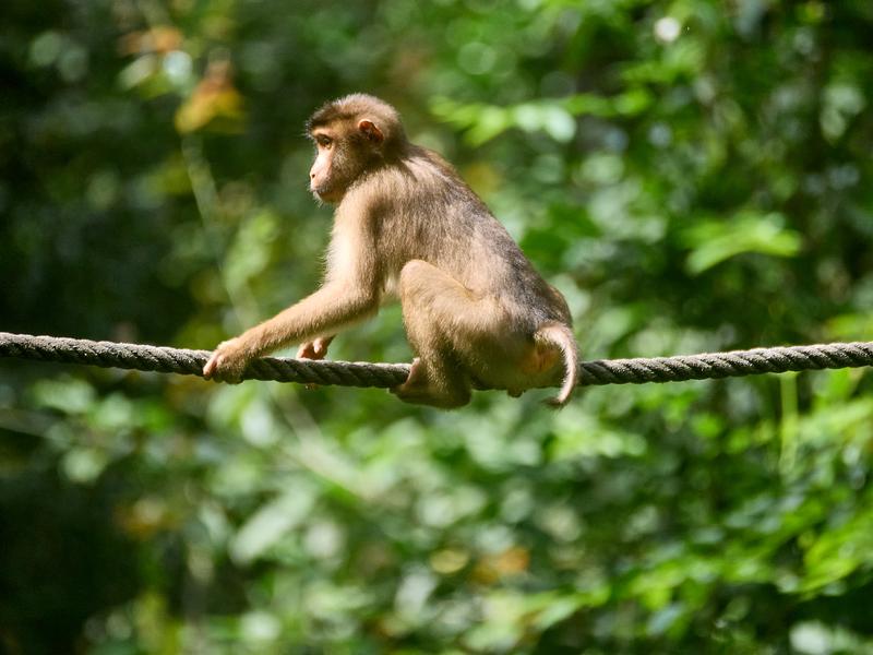 Sepilok Orangutan rehabilitation centre, Sandakan, Sabah, Malaysia