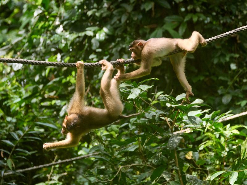 Sepilok Orangutan rehabilitation centre, Sandakan, Sabah, Malaysia