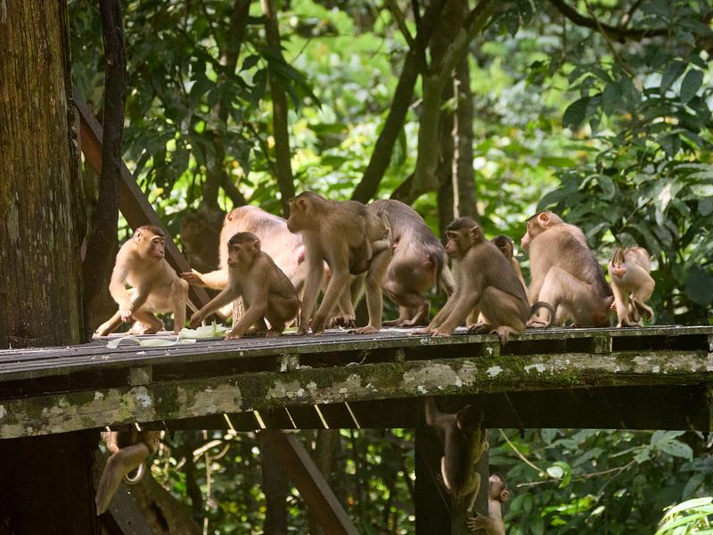 Sepilok Orangutan rehabilitation centre, Sandakan, Sabah, Malaysia