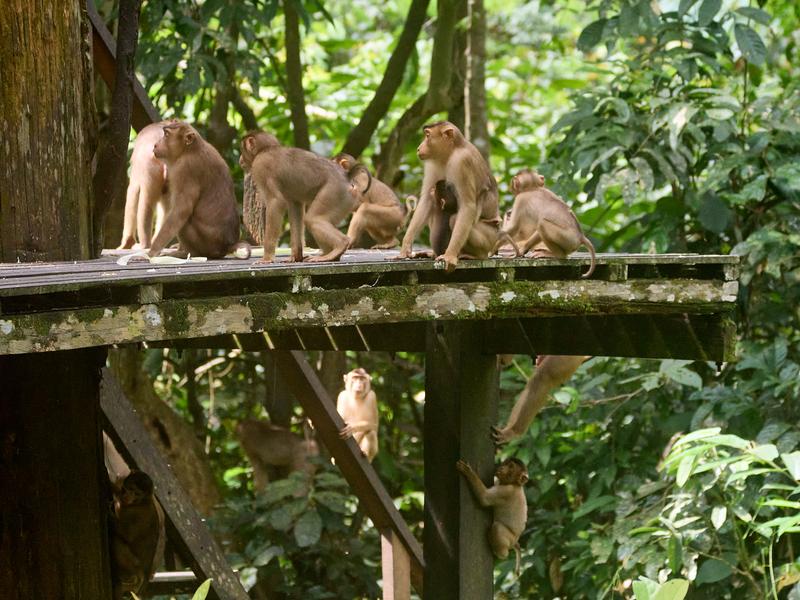 Sepilok Orangutan rehabilitation centre, Sandakan, Sabah, Malaysia