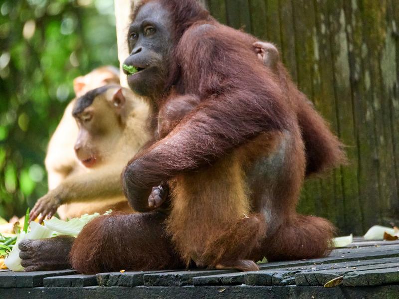 Sepilok Orangutan rehabilitation centre, Sandakan, Sabah, Malaysia