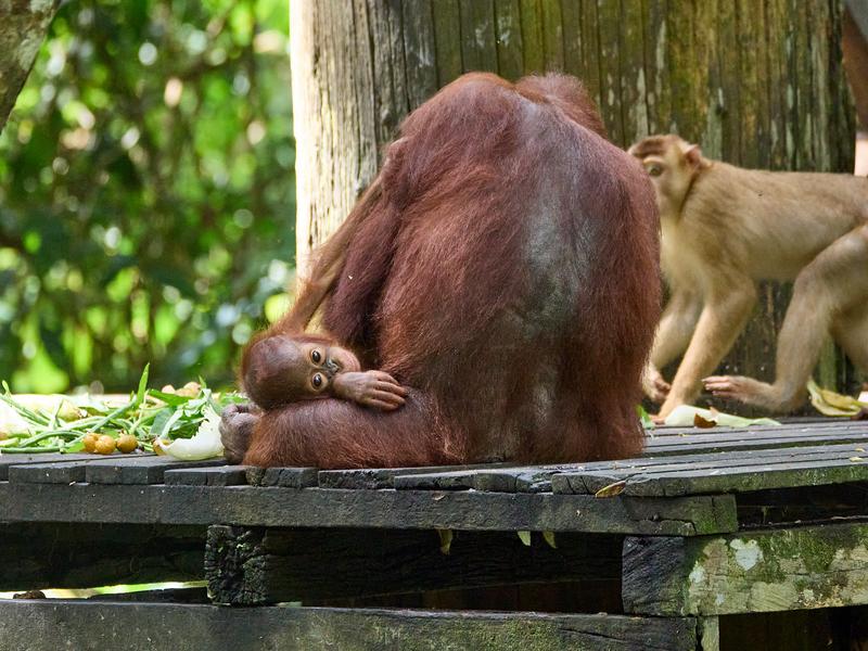 Sepilok Orangutan rehabilitation centre, Sandakan, Sabah, Malaysia