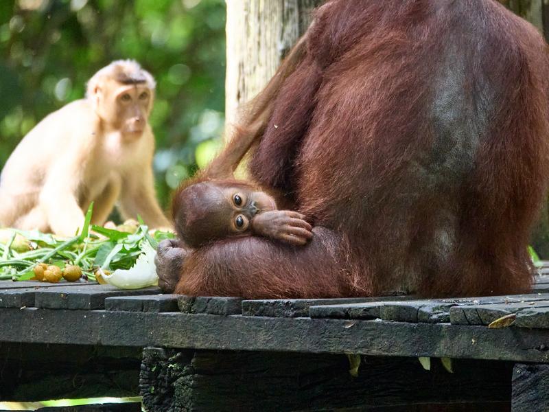 Sepilok Orangutan rehabilitation centre, Sandakan, Sabah, Malaysia