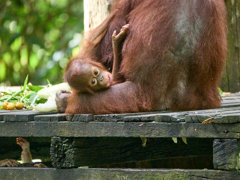 Sepilok Orangutan rehabilitation centre, Sandakan, Sabah, Malaysia