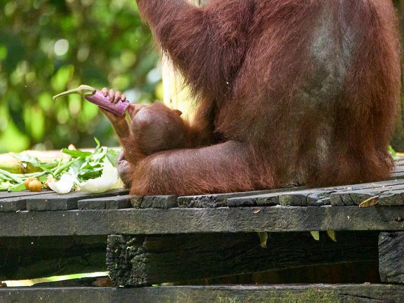 Sepilok Orangutan rehabilitation centre, Sandakan, Sabah, Malaysia