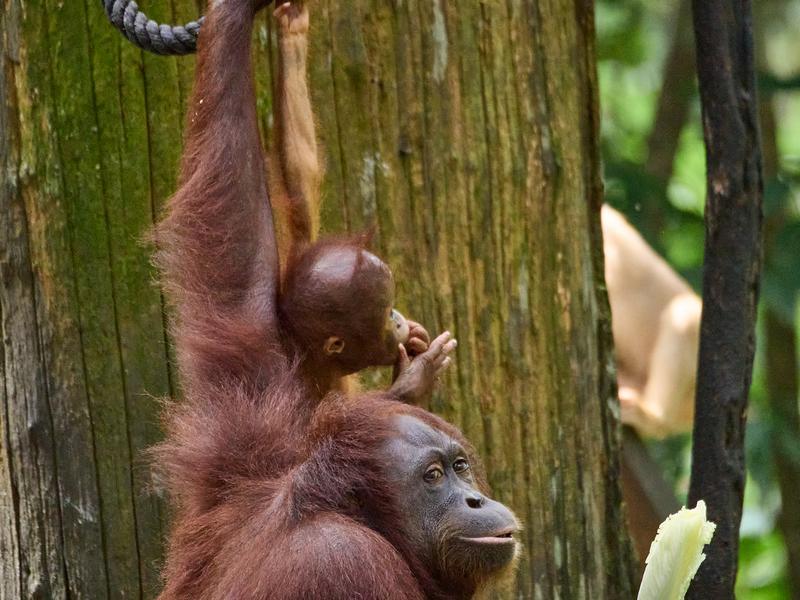 Sepilok Orangutan rehabilitation centre, Sandakan, Sabah, Malaysia
