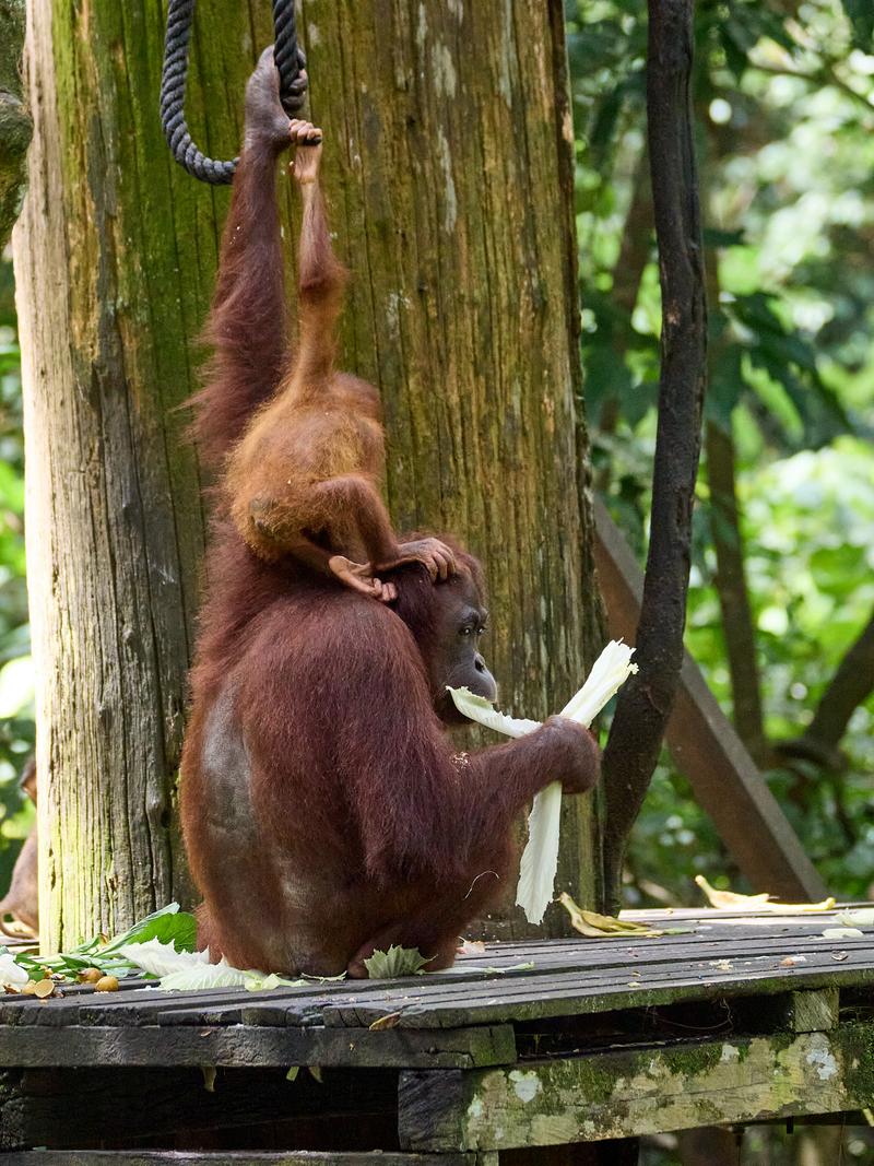 Sepilok Orangutan rehabilitation centre, Sandakan, Sabah, Malaysia