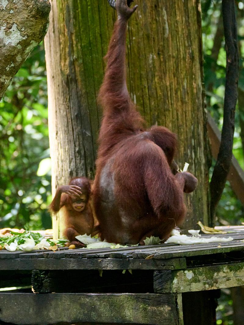 Sepilok Orangutan rehabilitation centre, Sandakan, Sabah, Malaysia