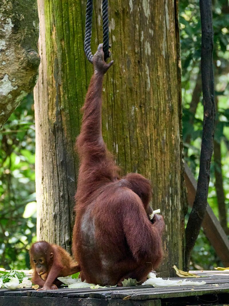 Sepilok Orangutan rehabilitation centre, Sandakan, Sabah, Malaysia