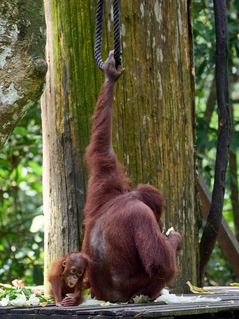 Sepilok Orangutan rehabilitation centre, Sandakan, Sabah, Malaysia