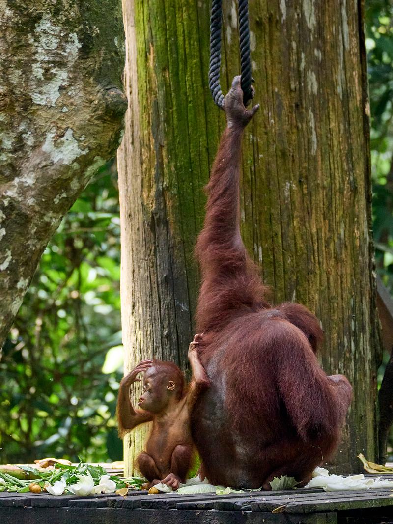 Sepilok Orangutan rehabilitation centre, Sandakan, Sabah, Malaysia