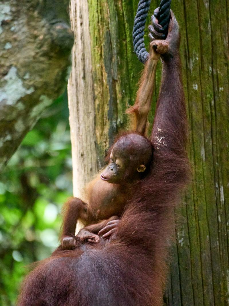 Sepilok Orangutan rehabilitation centre, Sandakan, Sabah, Malaysia