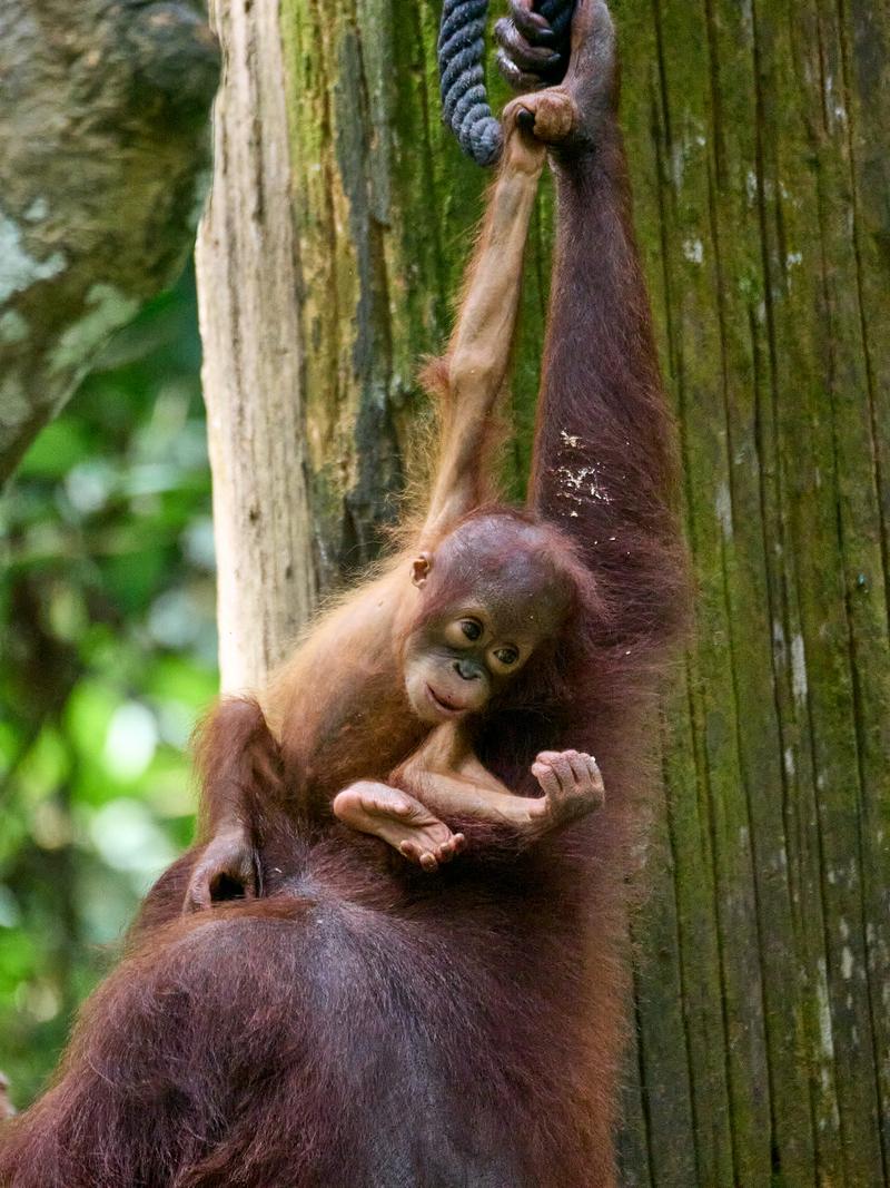 Sepilok Orangutan rehabilitation centre, Sandakan, Sabah, Malaysia