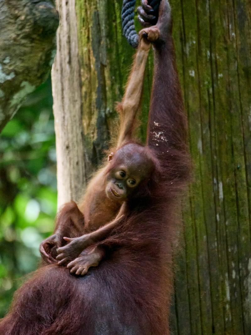 Sepilok Orangutan rehabilitation centre, Sandakan, Sabah, Malaysia