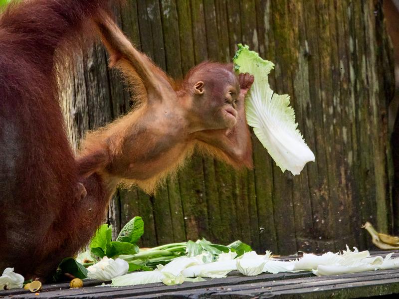 Sepilok Orangutan rehabilitation centre, Sandakan, Sabah, Malaysia