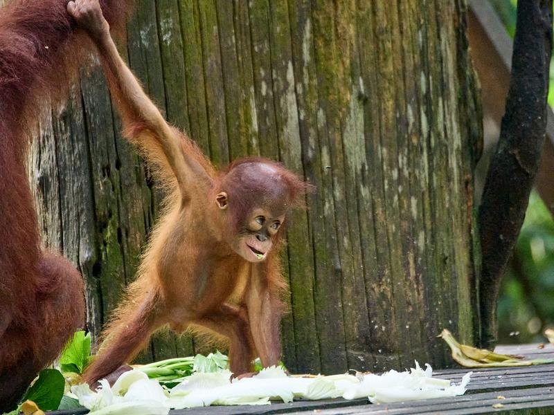 Sepilok Orangutan rehabilitation centre, Sandakan, Sabah, Malaysia