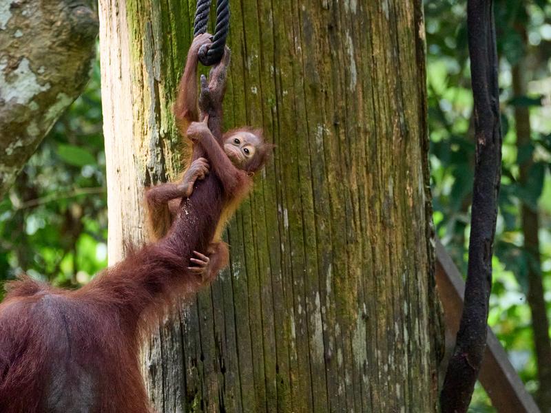Sepilok Orangutan rehabilitation centre, Sandakan, Sabah, Malaysia
