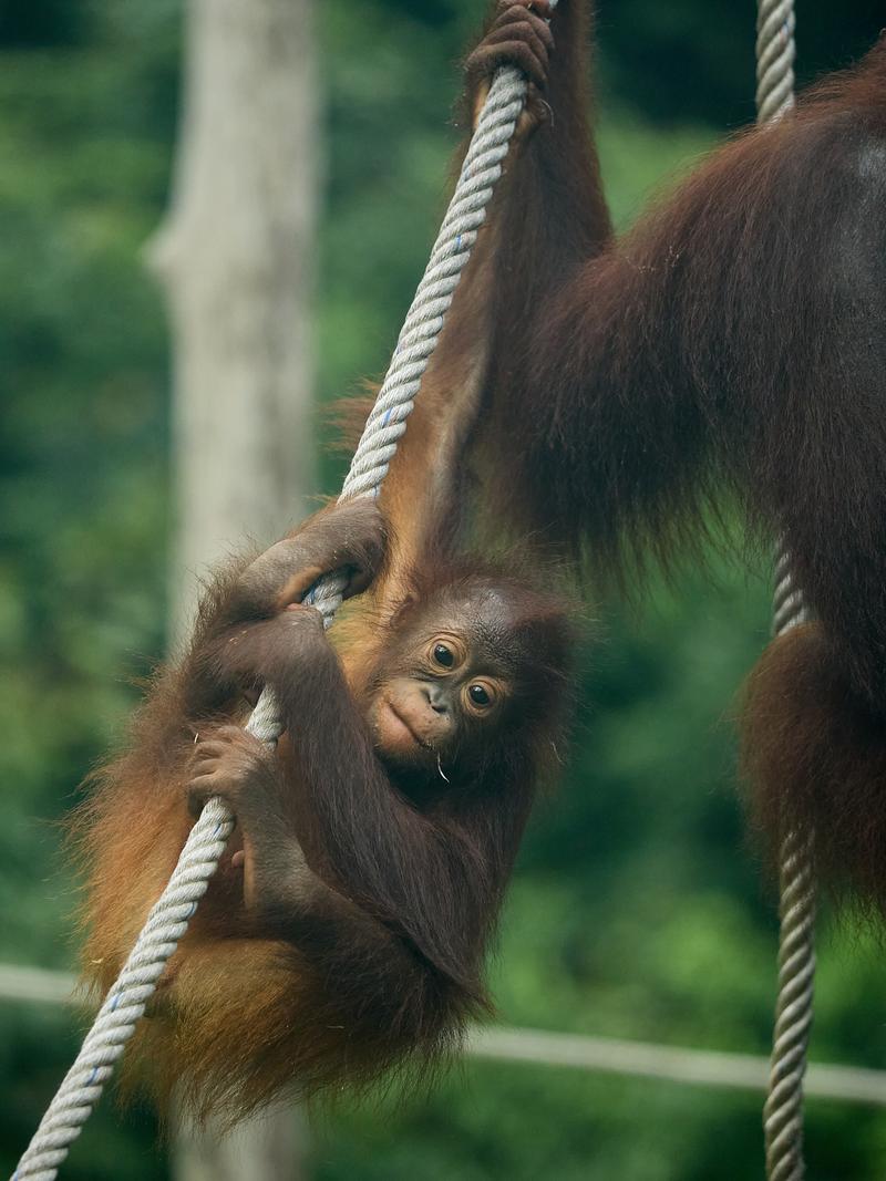 Sepilok Orangutan rehabilitation centre, Sandakan, Sabah, Malaysia