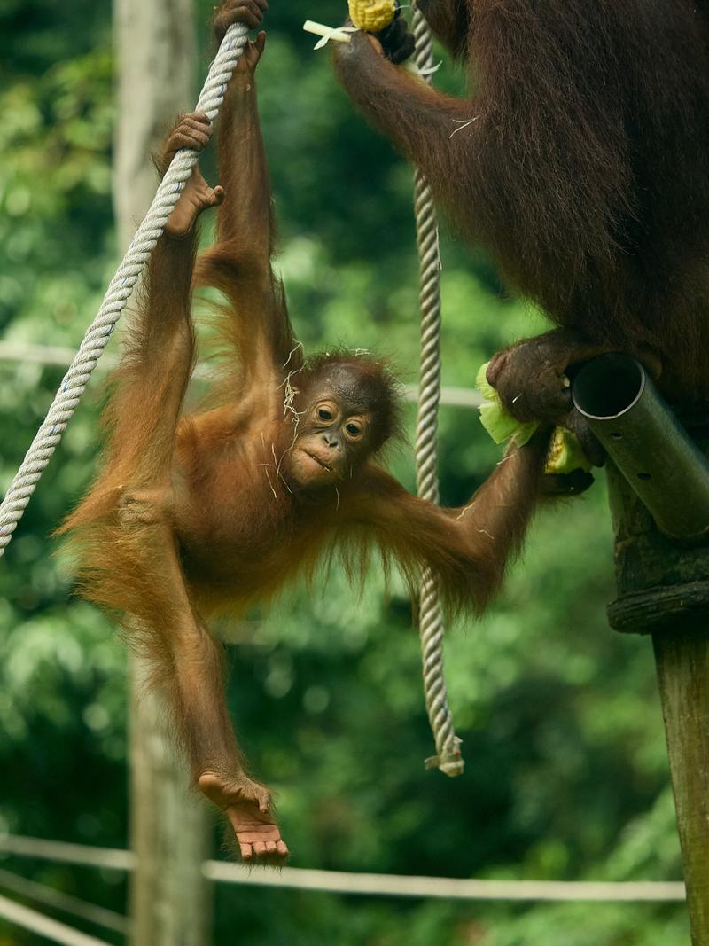 Sepilok Orangutan rehabilitation centre, Sandakan, Sabah, Malaysia