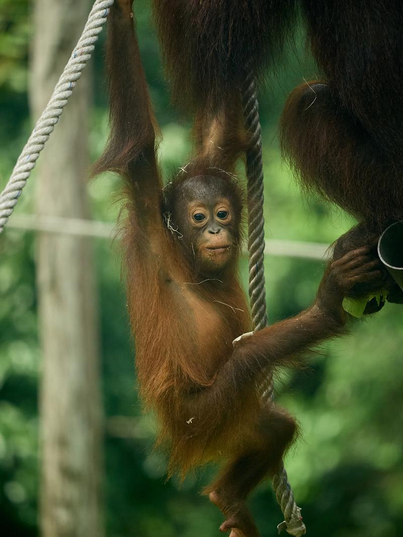 Sepilok Orangutan rehabilitation centre, Sandakan, Sabah, Malaysia