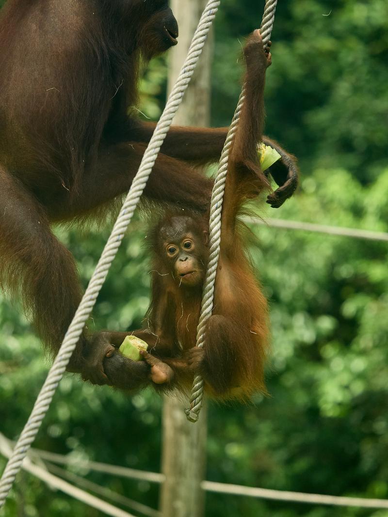 Sepilok Orangutan rehabilitation centre, Sandakan, Sabah, Malaysia