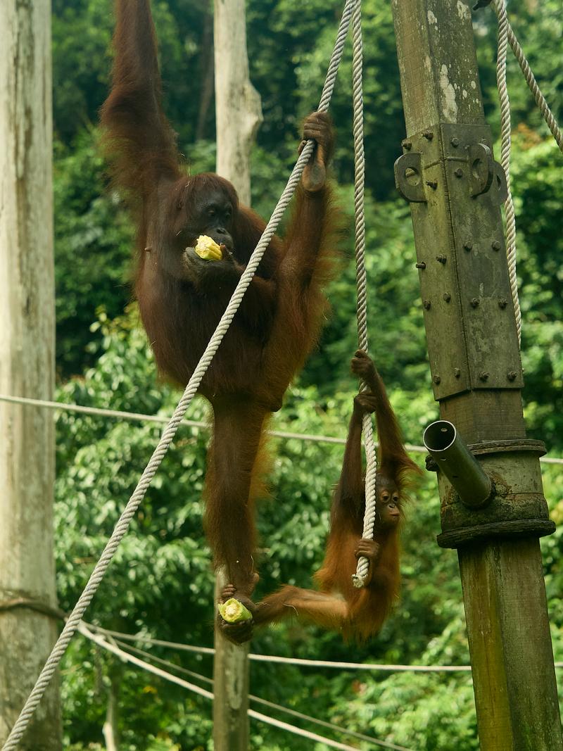 Sepilok Orangutan rehabilitation centre, Sandakan, Sabah, Malaysia