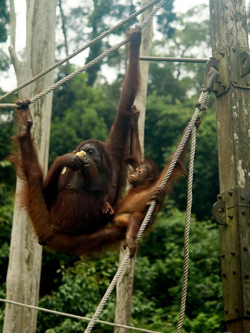 Sepilok Orangutan rehabilitation centre, Sandakan, Sabah, Malaysia
