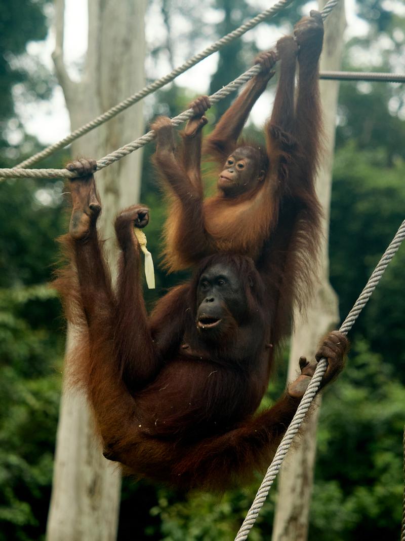 Sepilok Orangutan rehabilitation centre, Sandakan, Sabah, Malaysia