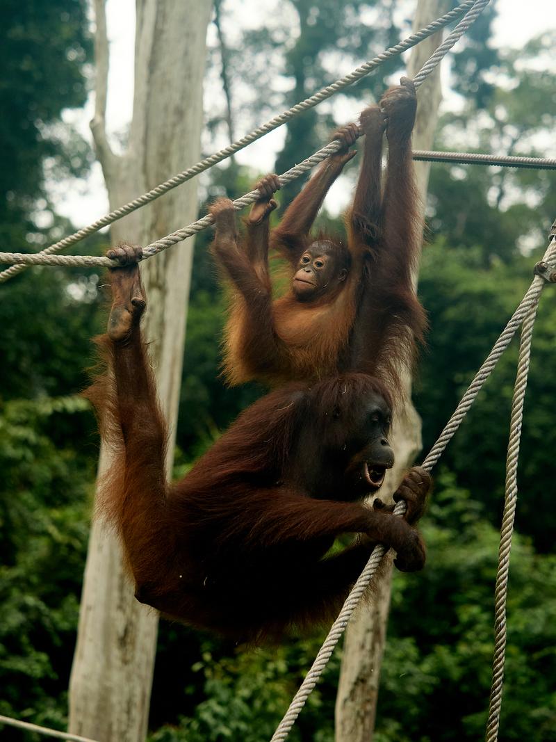 Sepilok Orangutan rehabilitation centre, Sandakan, Sabah, Malaysia