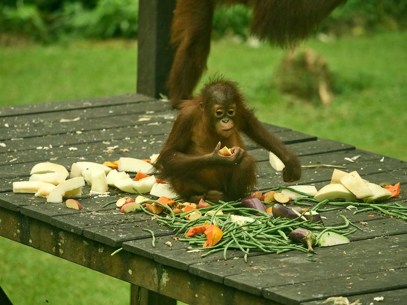 Sepilok Orangutan rehabilitation centre, Sandakan, Sabah, Malaysia