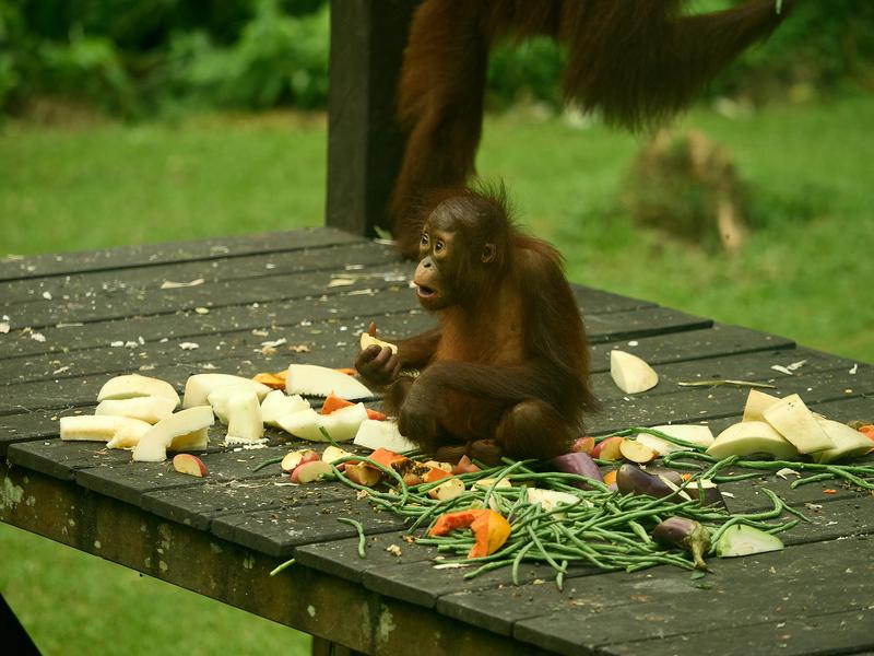 Sepilok Orangutan rehabilitation centre, Sandakan, Sabah, Malaysia