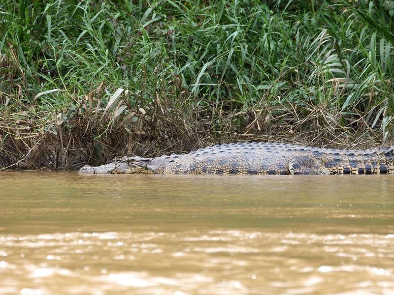 Crocodile while on the boat ride to Sukau Rainforest Lodge, Sabah, Malaysia