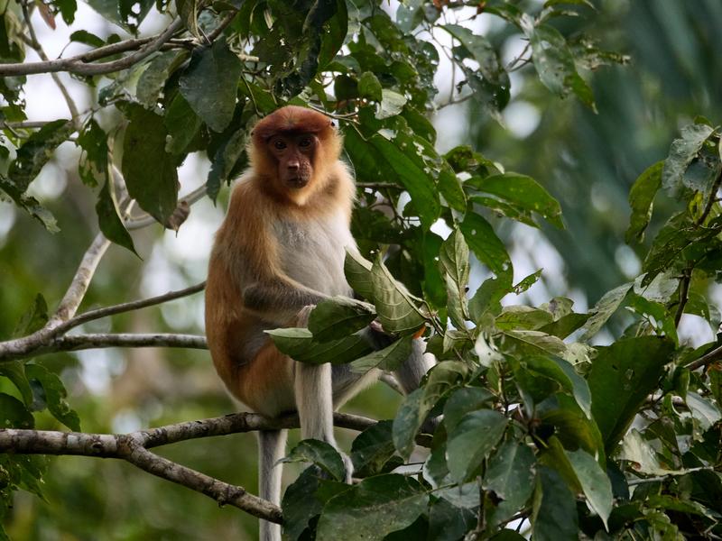Female Proboscis Monkey, Kinabatangan river, Sabah, Malaysia