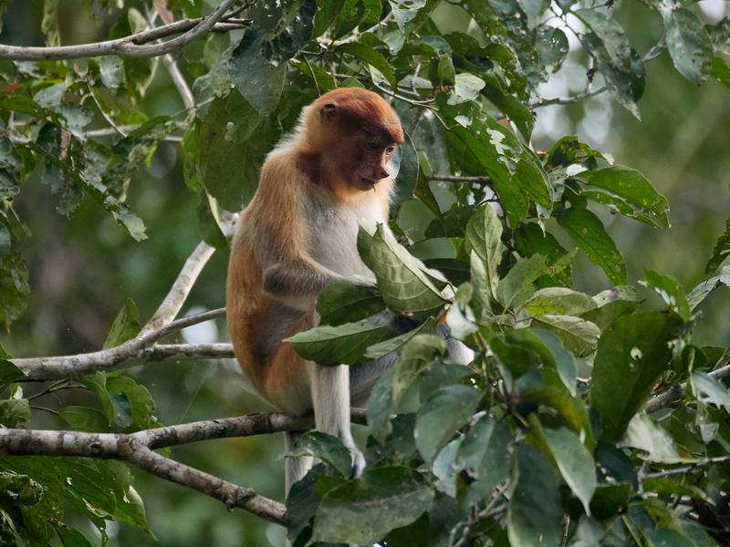 Female Proboscis Monkey, Kinabatangan river, Sabah, Malaysia