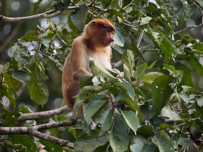 Female Proboscis Monkey, Kinabatangan river, Sabah, Malaysia