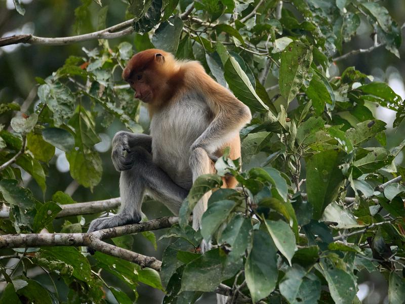 Female Proboscis Monkey, Kinabatangan river, Sabah, Malaysia