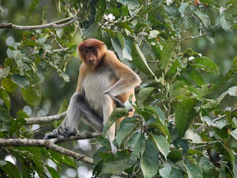 Female Proboscis Monkey, Kinabatangan river, Sabah, Malaysia
