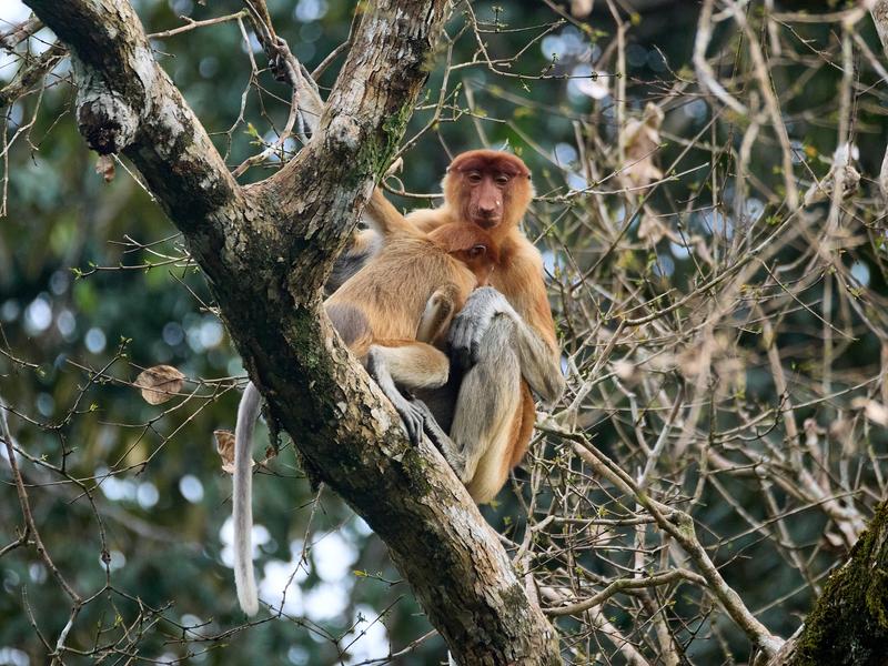 Female with adolescent Proboscis Monkey, Kinabatangan river, Sabah, Malaysia