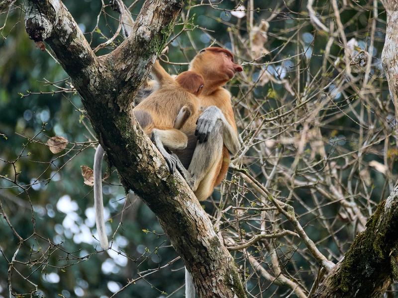 Female with adolescent Proboscis Monkey, Kinabatangan river, Sabah, Malaysia