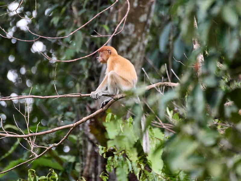 Adolescent Proboscis Monkey, Kinabatangan river, Sabah, Malaysia
