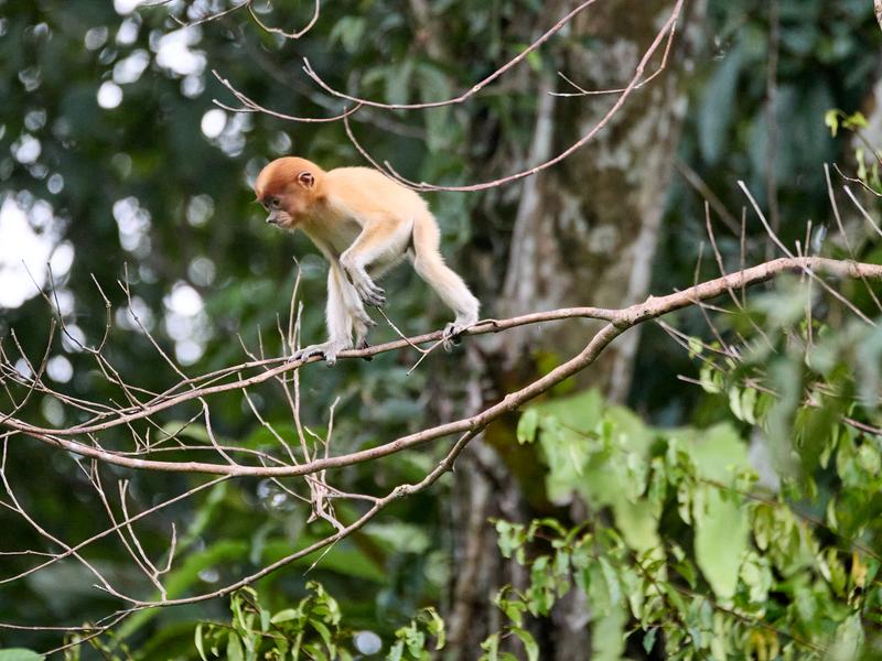 Adolescent Proboscis Monkey, Kinabatangan river, Sabah, Malaysia