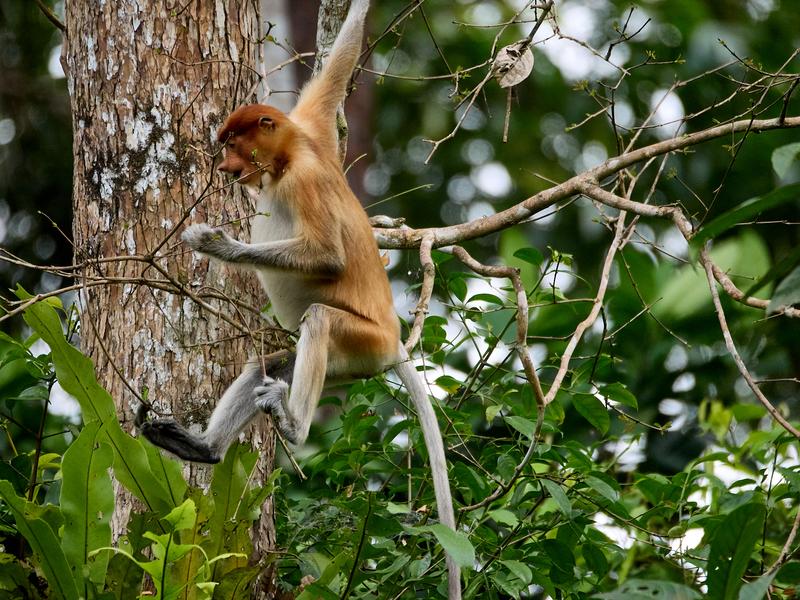 Female Proboscis Monkey, Kinabatangan river, Sabah, Malaysia